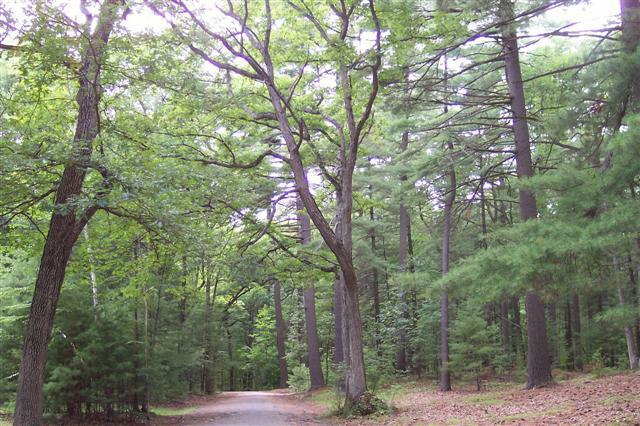  Great trail but BEWARE prosthetic runners! Roots  would reach out my and trip my running blade. #couldbelordoftherings